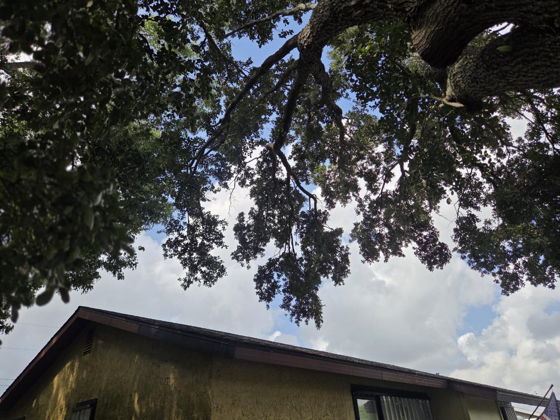 Dense oak canopy hanging low over a rooftop